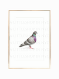 Pigeon Print